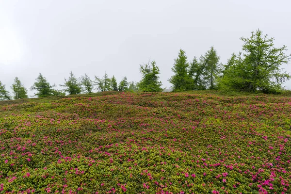 Mist Vormt Achtergrond Voor Wilde Rododendrons Bloei Ligurische Alpen Langs — Stockfoto