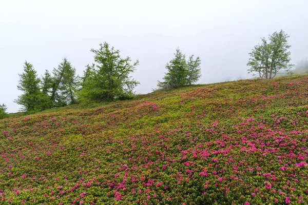 Nebbia Sfondo Rododendri Selvatici Fiore Nelle Alpi Liguri Lungo Confine — Foto Stock