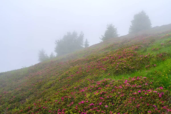 Nebbia Sfondo Rododendri Selvatici Fiore Nelle Alpi Liguri Lungo Confine — Foto Stock