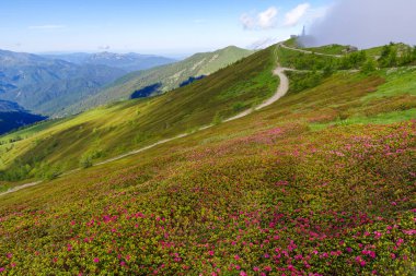 Fransa-İtalya sınırı boyunca, Ligurian Alpleri 'nde Saccarello Dağı' nda vahşi Rhododendronlar çiçek açıyor. Zirvede, 1901 'de inşa edilmiş büyük bir bronz heykel duruyor.