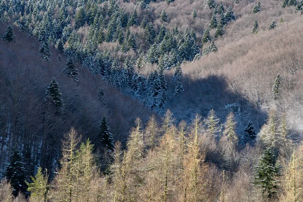 Bosco Invernale Con Larici Abeti Rossi Pini — Foto Stock