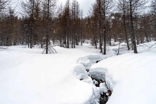 Karaçalı Ladin Çam Ağaçlı Kış Ormanı — Stok fotoğraf