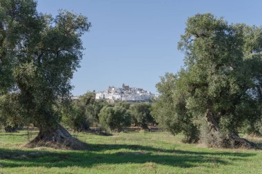 İtalya, Apulia, Itria Vadisi, Ostuni 'nin zeytinlik manzarası
