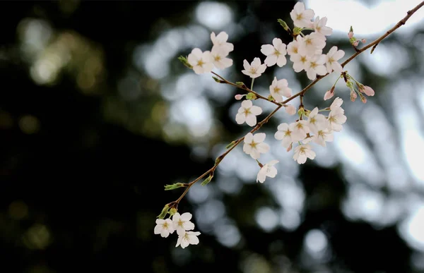 Kwiat Wiśni Sakura Jest Wiosna Japonii Zwykle Zaczyna Się Końca — Zdjęcie stockowe