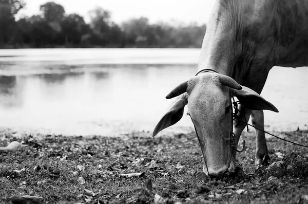 Vache Mange Herbe Pour Son Déjeuner Cambodge — Photo