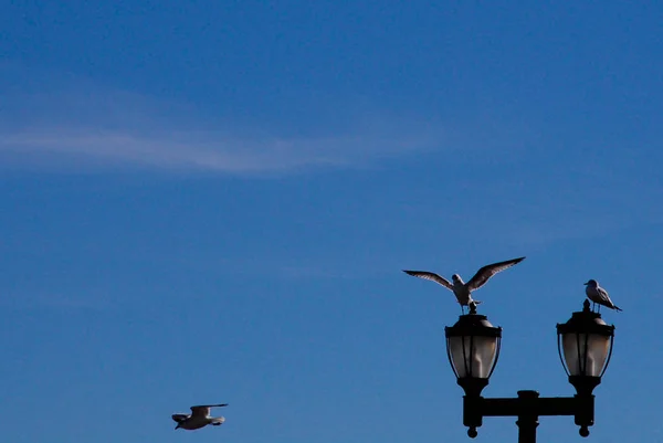 Gaivotas Penduradas Céu Está Voando Para Pólo Diferente Dois Estão — Fotografia de Stock