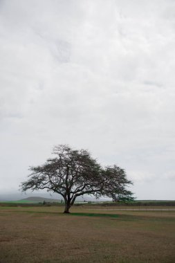 Ağaç Oahu adasında, Amerika çekildi. Oahu, Hawaii, Amerika Birleşik Devletleri bulunan bir tropik ada bilinir.