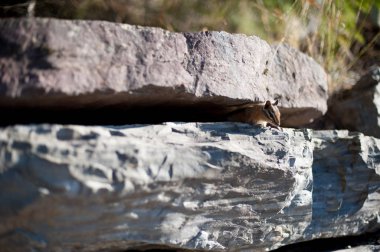 Iowa, Amerika taşlar arasında kare. Kare şirin ama her zaman vahşi bir hayvanla dikkatli olmak gerekir.