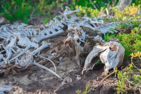 Deer skull was taken in Oahu island, America. Oahu is known a tropical island located in Hawaii, United States.