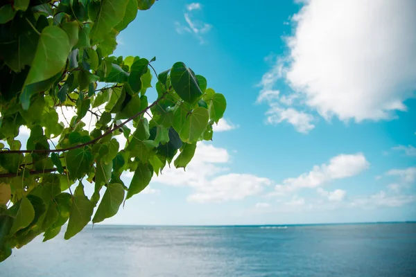 Plantas Havaí Oceano Pacífico Tomadas Ilha Oahu América Oahu Uma — Fotografia de Stock