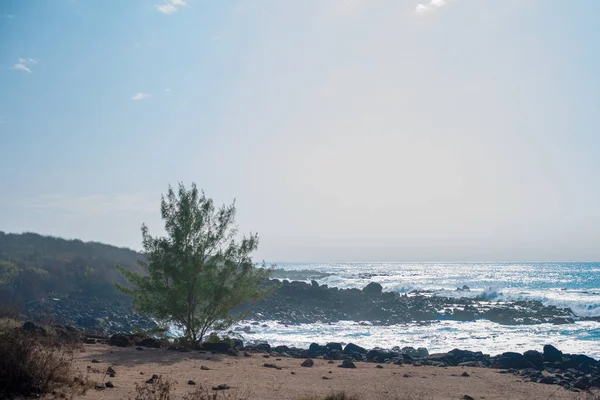 Plant and Hawaii pacific ocean taken in Oahu island, America. Oahu is known a tropical island located in Hawaii, United States.