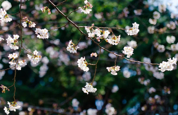 Kwiat Wiśni Sakura Jest Wiosna Japonii Zwykle Zaczyna Się Końca — Zdjęcie stockowe