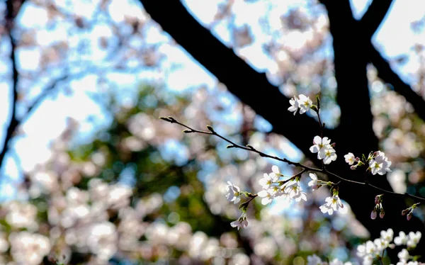 Kwiat Wiśni Sakura Jest Wiosna Japonii Zwykle Zaczyna Się Końca — Zdjęcie stockowe