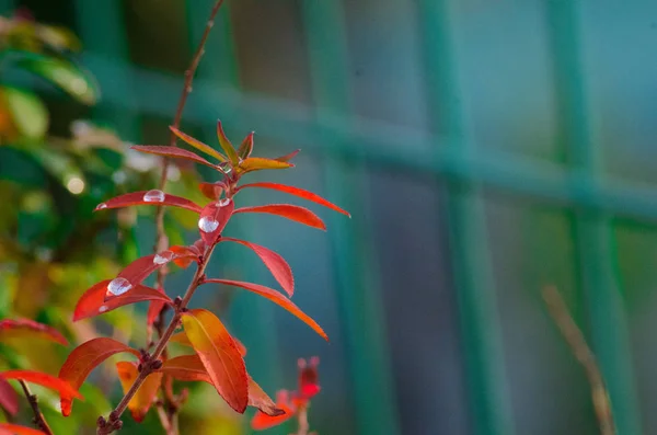 Planta Terra Tomada Torno Tóquio Japão Foi Retratado Temporada Verão — Fotografia de Stock