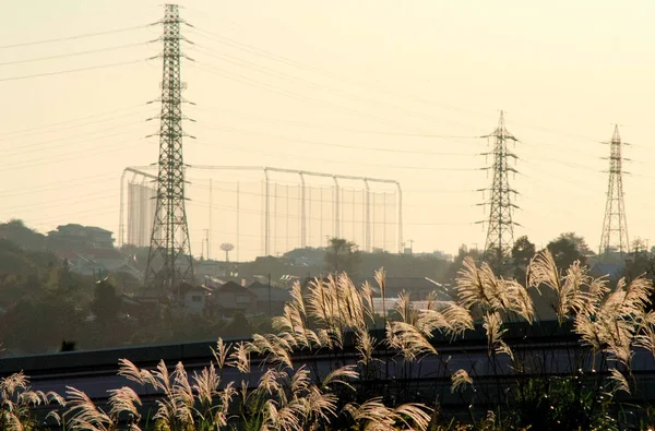 Susuki Significa Miscanthus Sinensis Terra Tomada Torno Tóquio Japão Foi — Fotografia de Stock