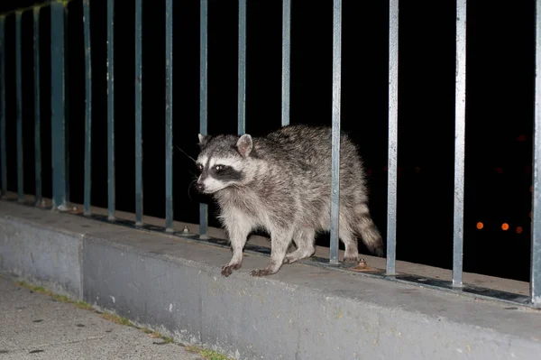 Wild Raccoon San Francisco Californie San Francisco Est Situé Dans — Photo