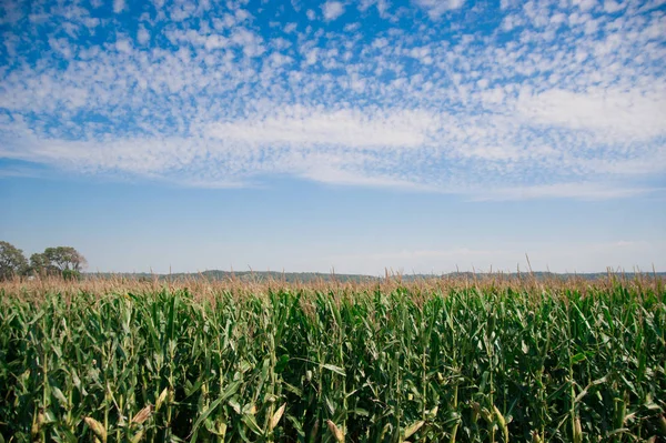 Campo Cone Lado Rural América América Continente Onde Americanos Vivem — Fotografia de Stock