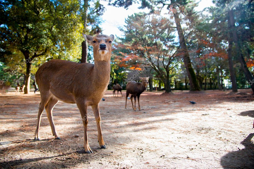 Deer National Park in Kofuku-ji, Nara, Japan. It is popular about you can feed rice crackers to wild deers.