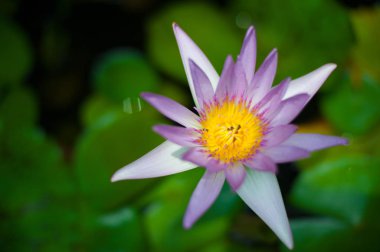 Ayutthaya dünya mirası sit alanı, Tayland Tayland çiçek. Tayland gülümseme bir ülke olarak bilinir.