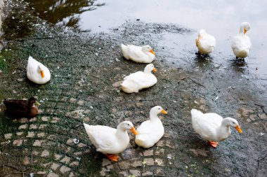 Kyoto, Japonya Park'ta ördekler. Kyoto temalı uzun zaman önce Japon geleneksel atmosferi ile.
