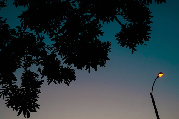 Bitkiler Gökyüzüne Long Beach Kaliforniya Nın Üzerinde California Amerika Birleşik — Stok fotoğraf