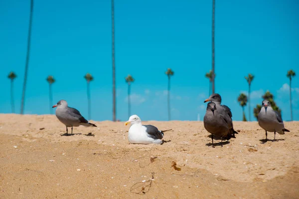 Чайки Смотрят Океан Вокруг Лонг Бич Калифорния Калифорния Известна Хорошей — стоковое фото
