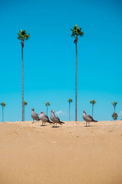 Gabbiani Sulla Spiaggia Intorno Long Beach California California Conosciuto Come — Foto Stock