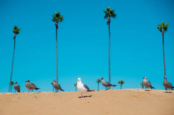 Γλάροι Στην Παραλία Γύρω Από Λονγκ Μπιτς Της Καλιφόρνια Καλιφόρνια — Φωτογραφία Αρχείου