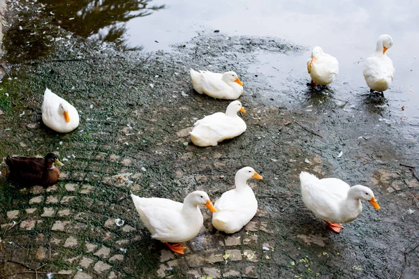 Patos Parque Kyoto Japón Kyoto Tiene Como Tema Atmósfera Tradicional — Foto de Stock