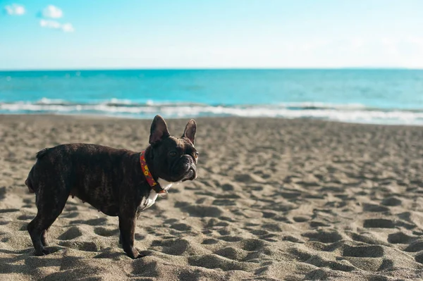 Bulldog Shonan Japánban Körül Strandon Shonan Található Egy Kicsit Tokiótól — Stock Fotó