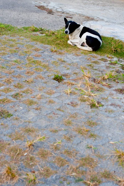 Streunender Hund Auf Der Straße Von Ayutthaya Thailand Thailand Ist — Stockfoto