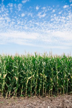 Amerika'nın ülke tarafında alan koni. Amerika nerede bir kıta Amerikalı esas olarak canlı. 