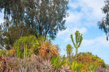 Bitkiler gökyüzüne Long Beach, Kaliforniya'nın üzerinde. California Amerika Birleşik Devletleri'nde bulunan iyi bir hava ile bilinir. 