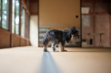 Köpek Japon odanın etrafında Tokyo bir şey arıyor. Japon halkı kullanın '' bambu hasır '' Tatami zemin halı olarak.