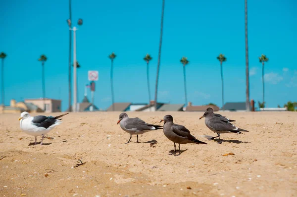 Gaivotas Olhando Para Oceano Torno Long Beach Califórnia Califórnia Conhecida — Fotografia de Stock