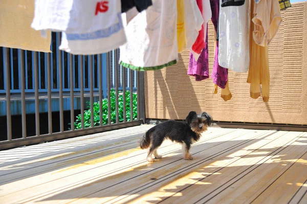 Dog is looking at something in Japanese balcony around Tokyo. Japanese people use \'\'Bamboo mat\'\' Tatami as the carpet for the floor.