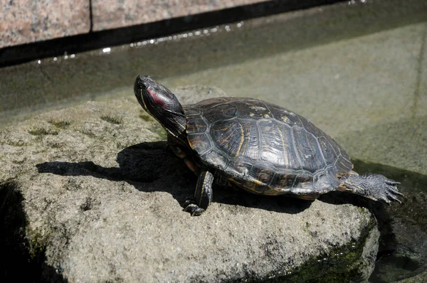 Turtles Street Shizuoka Japan Some Japanese People Still Eat Turtles — Stock Photo, Image