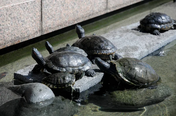 Tartarugas Rua Shizuoka Japão Alguns Japoneses Ainda Comem Tartarugas Por — Fotografia de Stock