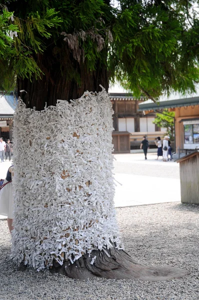 Fortune Telling Paper Tree Sanctuaire Izumo Taisha Shimane Japon Pour — Photo