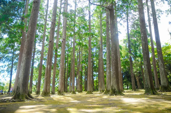 Trees Peace Jardin Japonais Autour Osaka Japon Les Gens Sont — Photo