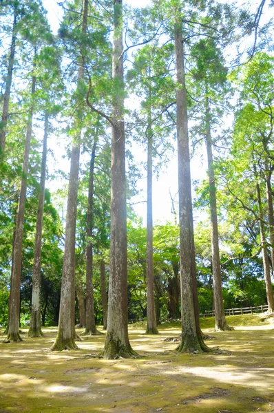 Trees in the Peace at the Japanese Garden around Osaka, Japan. People are always navigated to the peace.