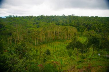 Kahve çekirdekleri Bali, Endonezya ağacı üzerinde. Kopi Luwak kedi kakası kahve da adlandırılan dünyanın en pahalı kahvesidir. Bir belirli Endonezya misk kedisi tarafından sindirilmiş kahve çekirdekleri dan hazırlanmıştır.