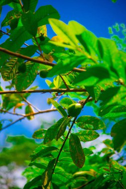 Kahve çekirdekleri Bali, Endonezya ağacı üzerinde. Kopi Luwak kedi kakası kahve da adlandırılan dünyanın en pahalı kahvesidir. Bir belirli Endonezya misk kedisi tarafından sindirilmiş kahve çekirdekleri dan hazırlanmıştır.