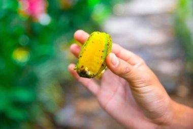 Kahve çekirdekleri Bali, Endonezya ağacı üzerinde. Kopi Luwak kedi kakası kahve da adlandırılan dünyanın en pahalı kahvesidir. Bir belirli Endonezya misk kedisi tarafından sindirilmiş kahve çekirdekleri dan hazırlanmıştır.
