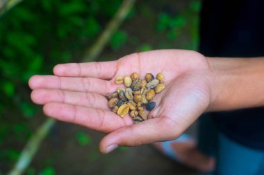Kahve çekirdekleri Bali, Endonezya ağacı üzerinde. Kopi Luwak kedi kakası kahve da adlandırılan dünyanın en pahalı kahvesidir. Bir belirli Endonezya misk kedisi tarafından sindirilmiş kahve çekirdekleri dan hazırlanmıştır.