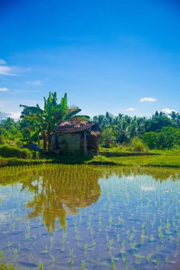 Bali, Endonezya pirinç alan. Bali Endonezya Adası ve bilinen bir turistik yer. Bali, pirinç hasat mevsim yılda üç kez, gel..