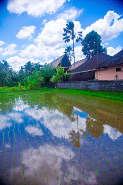 Bali, Endonezya pirinç alan. Bali Endonezya Adası ve bilinen bir turistik yer. Bali, pirinç hasat mevsim yılda üç kez, gel..