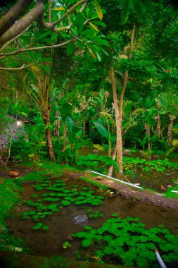 Bali, Endonezya Pura Kawi Gunung Sebatu Tapınağı. Bali Endonezya Adası ve bilinen bir turistik yer. Bali insanların çoğunluğu Hindu din inanıyorum.