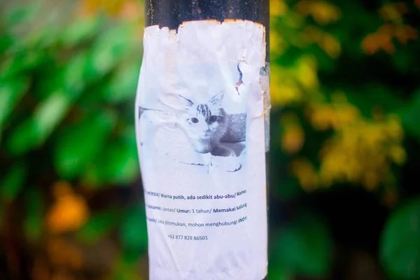 Ein Fehlendes Katzenpapier Der Stange Jakarta Indonesien Jakarta Ist Die — Stockfoto