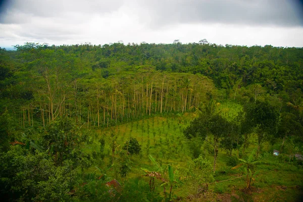 Kahve çekirdekleri Bali, Endonezya ağacı üzerinde. Kopi Luwak kedi kakası kahve da adlandırılan dünyanın en pahalı kahvesidir. Bir belirli Endonezya misk kedisi tarafından sindirilmiş kahve çekirdekleri dan hazırlanmıştır.